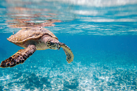 Phuket/Khaolak: Similan Islands Speed Catamaran Premium Trip