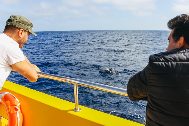 Puerto del Carmen: Tour in motoscafo con nuoto per osservare i delfiniLanzarote: minicrociera con avvistamento di delfini