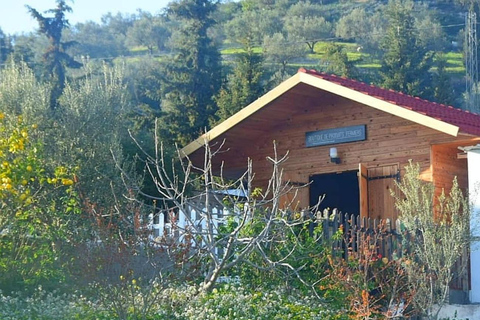 Nordeste da Tunísia: Oliveiras e beleza cênica