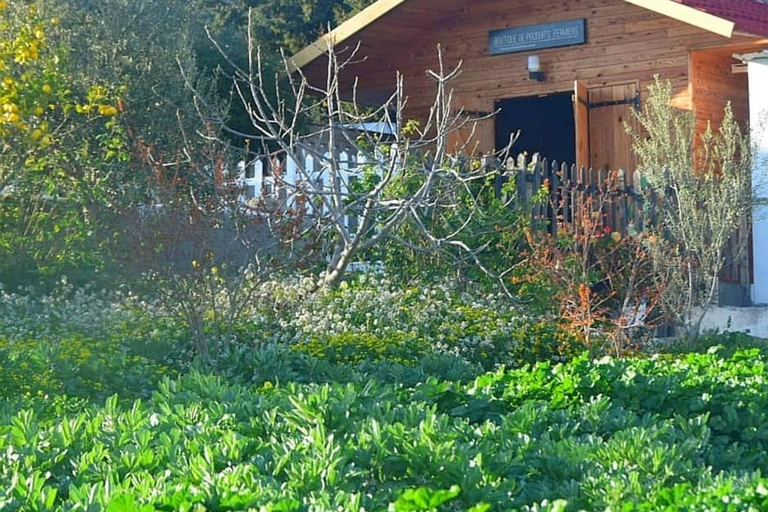 Noreste de Túnez: Olivares y belleza paisajística