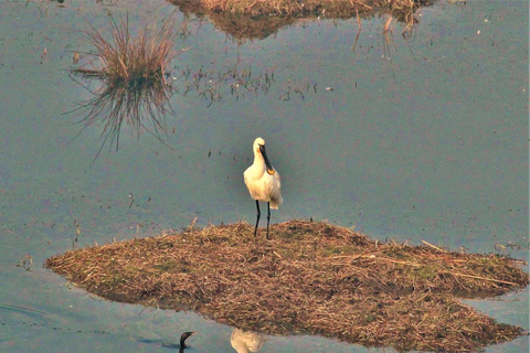 Vanuit New Delhi: Sultanpur National Park dagtour per auto