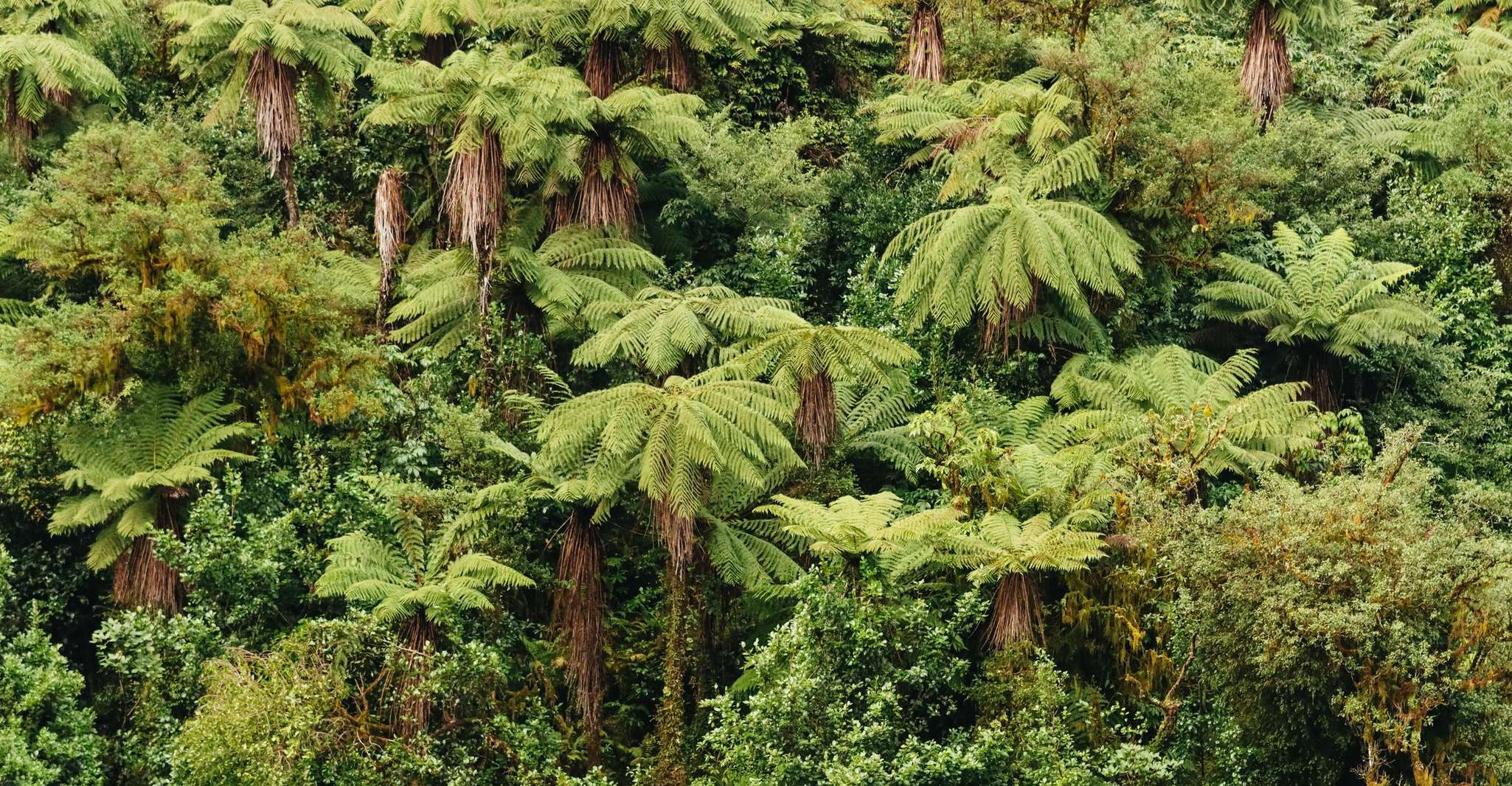 From Manapouri: Doubtful Sound Wilderness Day Trip photo 17
