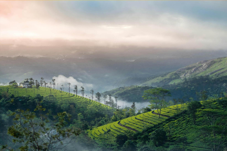 Au départ de Cochin : Circuit de 4 jours à Munnar et Alleppey avec bateau à moteur