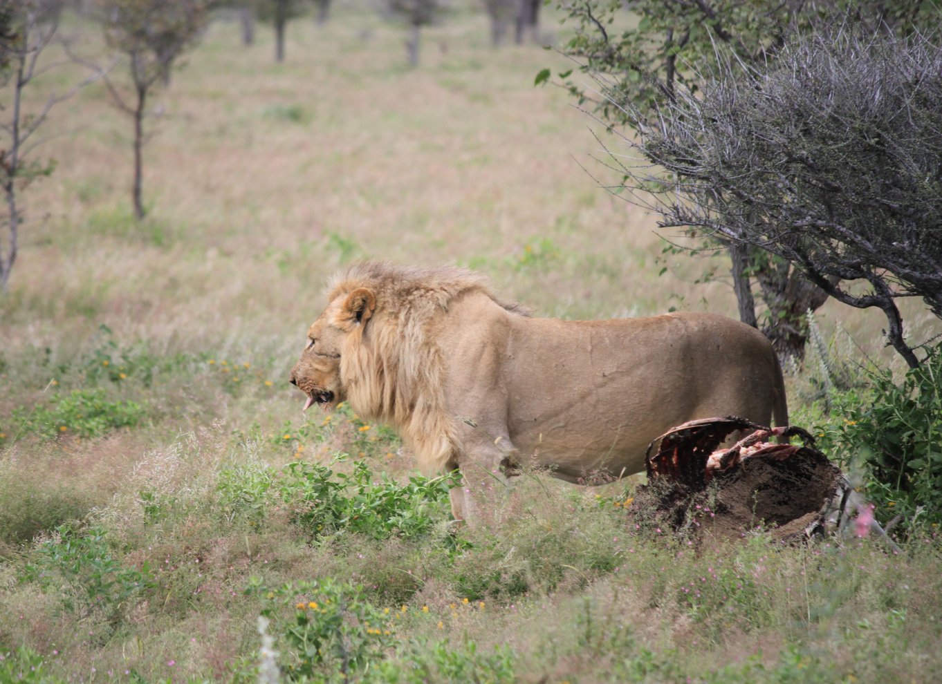 Etosha Nationalpark: Heldags eller halvdags game drive
