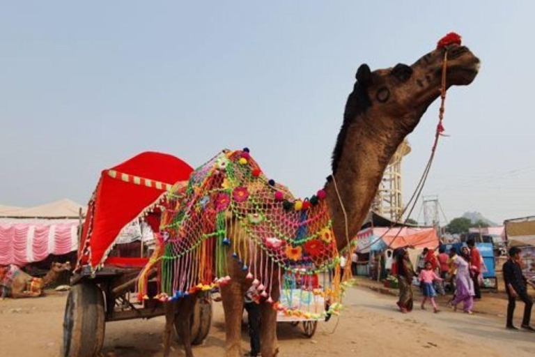 Excursion d'une journée à Pushkar depuis Jaipur avec guide+chameau/jeep safariVisite de Pushkar + guide + safari en jeep/chameau + nourriture + séjour en camp.