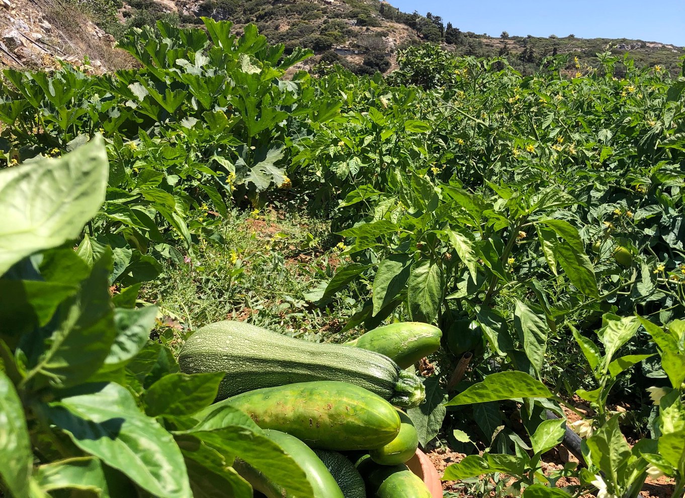 Melanes: Naxos Perivoli Farm & madlavningskursus med træbål