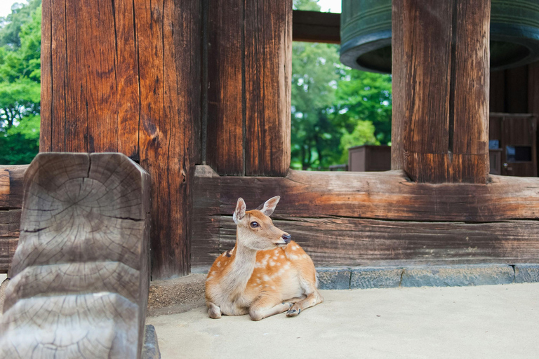 Nara: Autotocht met Hertenpark en Todai-ji Tempel