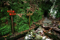 Levada Walk und Caldeirao Verde Wasserfälle, Madeira - Hizvo