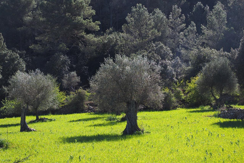 Tour privato per la degustazione di olio d&#039;oliva e vino con prelievo