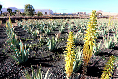 Fuerteventura : Saveurs