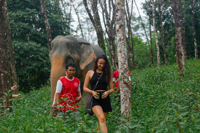 Khaolak : Commencez la journée avec les éléphants - Visite à pied et nourrissage