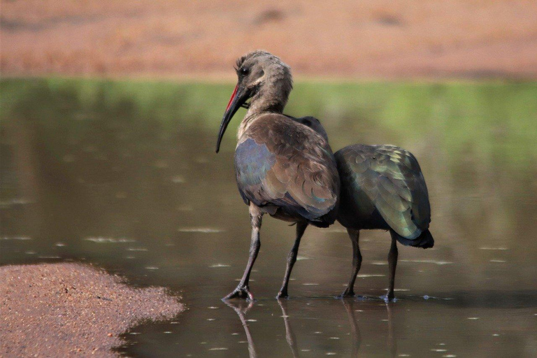 2 days 1 night Nyerere national park from Zanzibar by flight