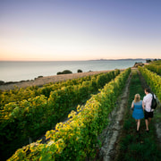 Marlborough Wine Tour: Including Cloudy Bay and Lunch Marlborough Wine Tour: Including Cloudy Bay and Lunch