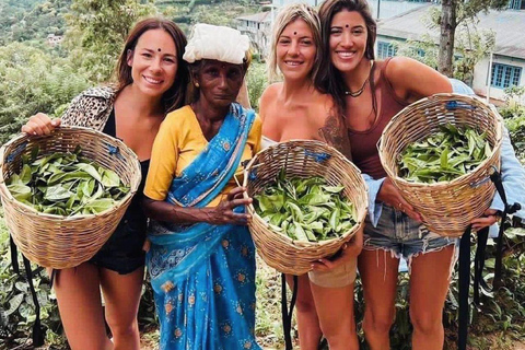 From Colombo/Negombo: Kandy ,Pinnawala ,Tea Factory Day Tour
