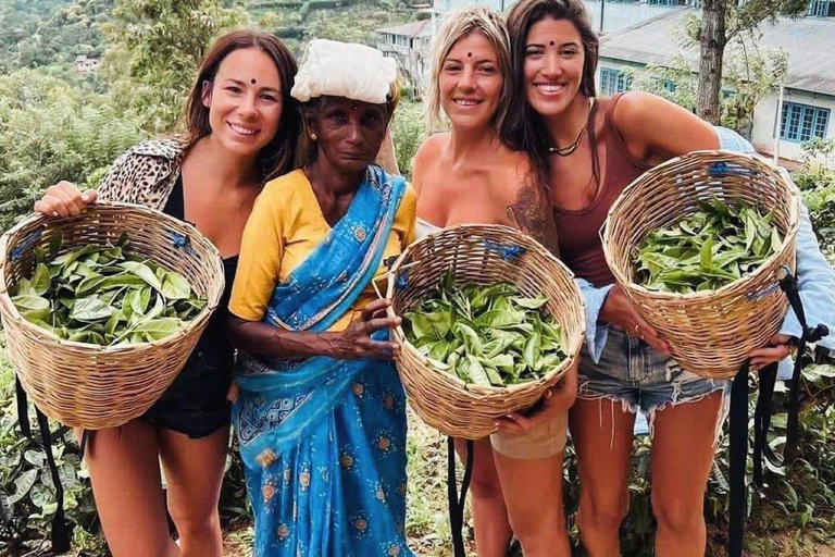 From Colombo/Negombo: Kandy ,Pinnawala ,Tea Factory Day Tour