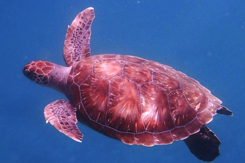 Desde Mindelo: El encantador snorkel de las tortugas marinas de São Vicente