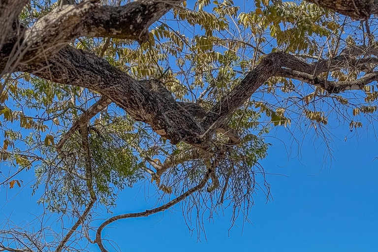 من برازيليتو: جولة ركوب الخيل على الشاطئ لمدة ساعة واحدة