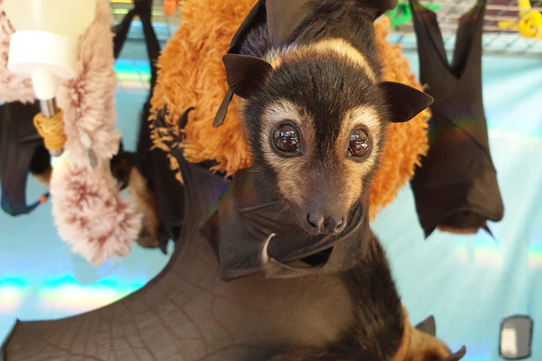 Atherton: Bat Sanctuary Tour with Guide