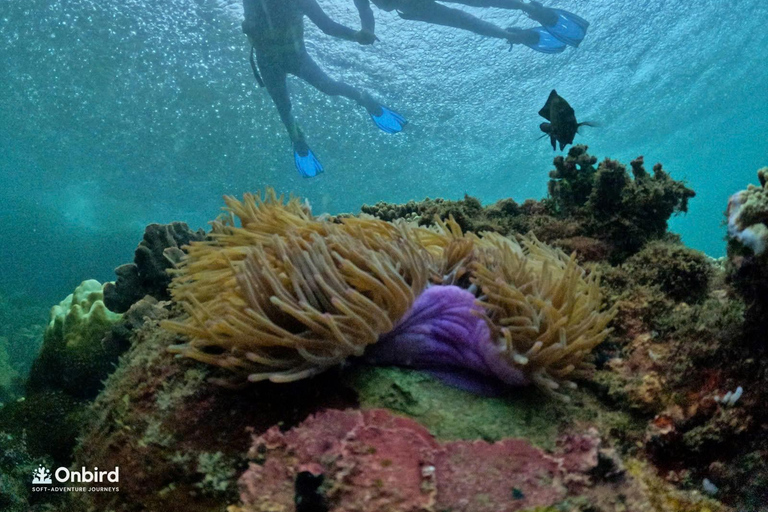 Phu Quoc: 4 Island & 2 Reefs Snorkeling Tour by Speedboat Phu Quoc: Speed Boat Tour 4 Islands - 2 Reefs Snorkeling