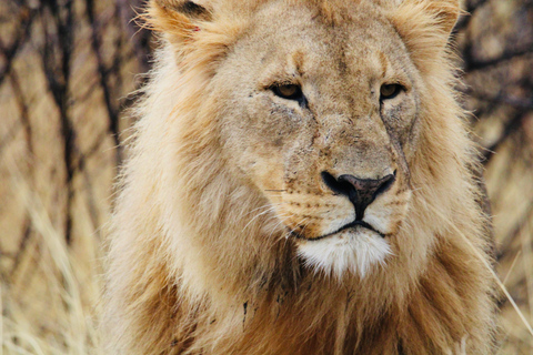 From Namibia to Botswana and Vic Falls: 15 Days Guided Lodge