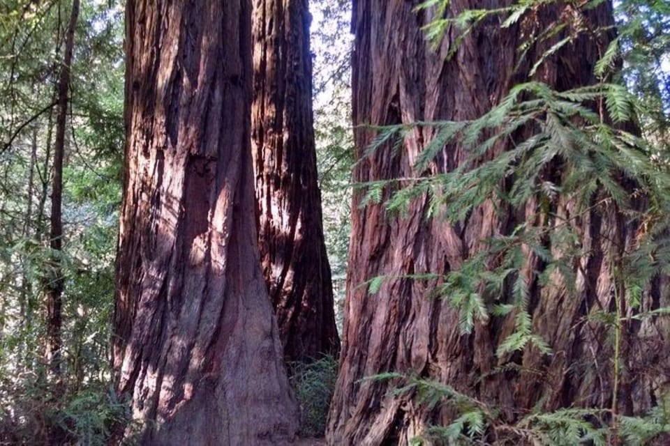 San Francisco: Muir Woods, Sausalito, and Tiburon Day Trip image 2