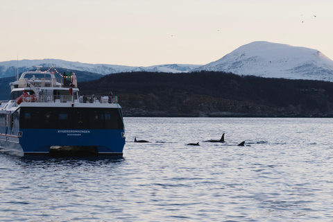 From Tromsø: Whale Watching Safari on High-Speed Catamaran