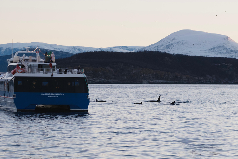 From Tromsø: Whale Watching Safari on High-Speed Catamaran