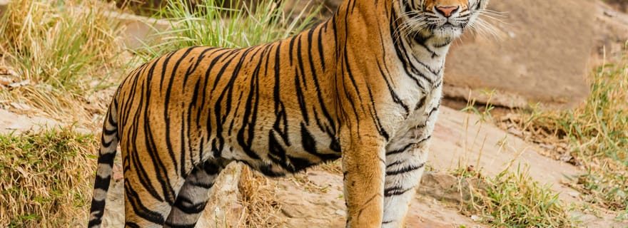 Da Jaipur: gita di 1 giorno al Parco nazionale di Ranthambore con safari