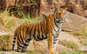 From Jaipur: Ranthambore National Park Day Trip with Safari