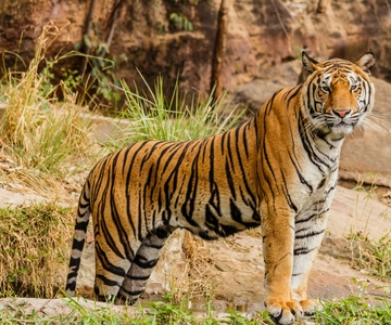 From Jaipur: Ranthambore National Park Day Trip with Safari