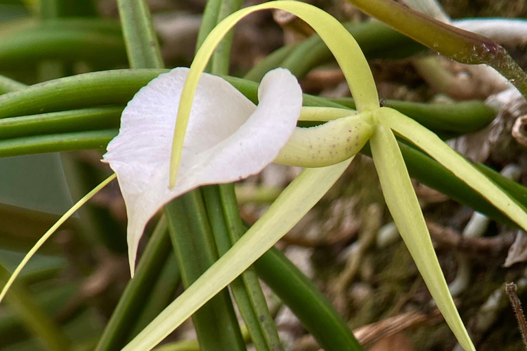 Parc Manuel Antonio : Visite guidée à pied avec un naturalisteVisite privée