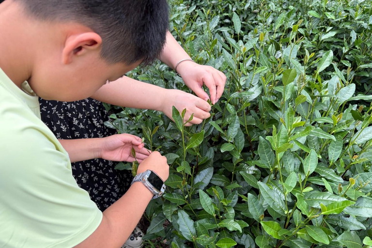Hangzhou Day Tour: Lingyin Temple + Tea Culture Experience