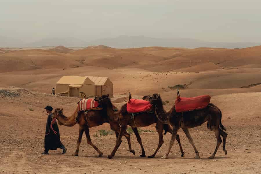 Marrakesch: Wüstennacht mit Kamelritt, Quad & Dinner-Show. Foto: GetYourGuide