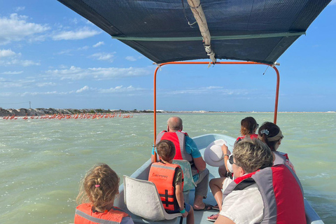 Tour dei fenicotteri Rio Lagartos, Yucatan 2 ore