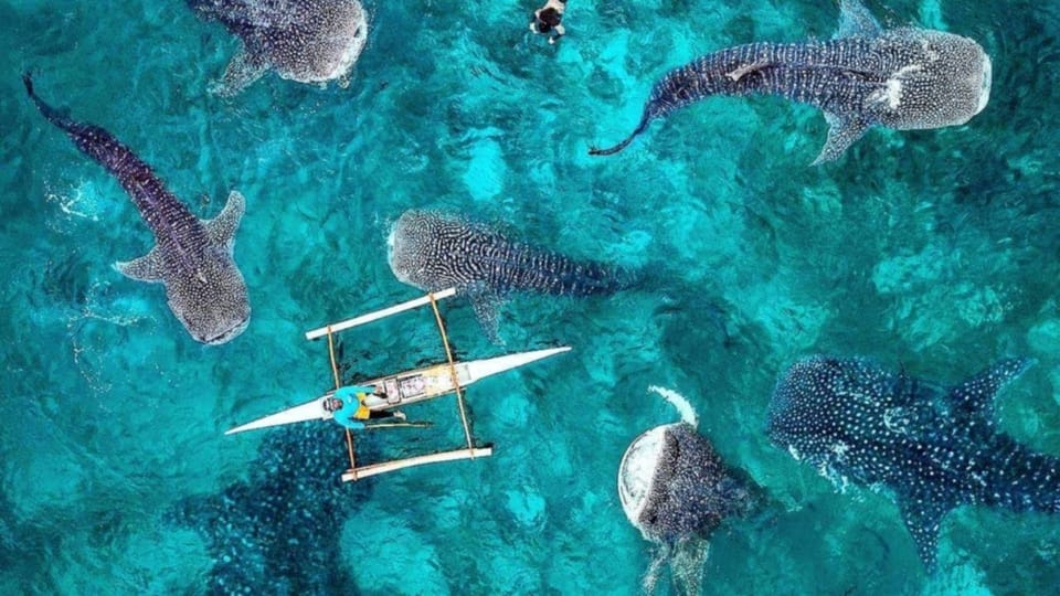 Bicol Philippines: Donsol Sorsogon Whale Shark Interaction | GetYourGuide