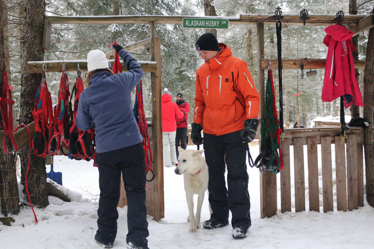 Mont-Tremblant: Dogsledding Valley Adventure