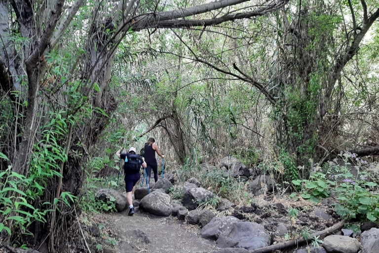 Barranco de los Cernicalos: hiking in the rainforest