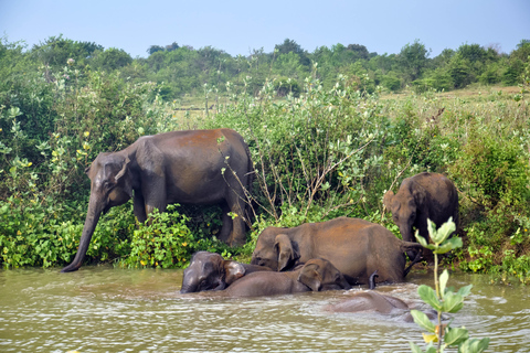 Safari nel Parco Nazionale di Udawalawe da Kalutara