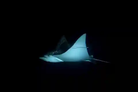 Cancun: Night Dive for Certified Divers