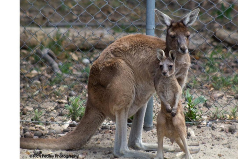Perth Hills, Wildlife Park & Historic Pub Tour