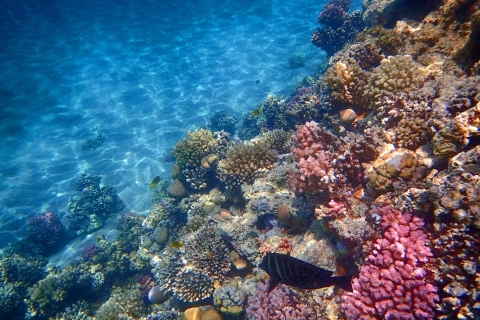 Oranje Baai & Giftun-eilanden daglange snorkeltrip met lunchOrange Bay en Giftun-eilanden snorkeltrip van een hele dag