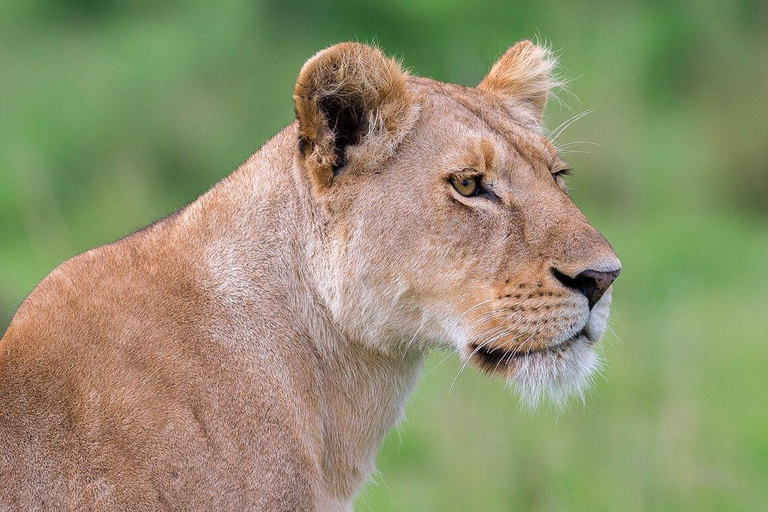 Overnight Masai Mara National Park From Nairobi