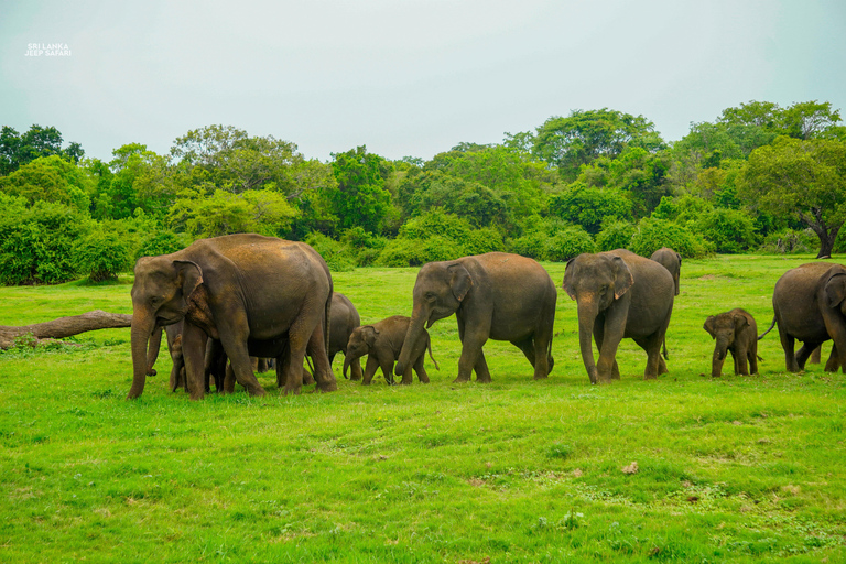 Kaudulla: Safari en elefante al atardecer con vistas impresionantes