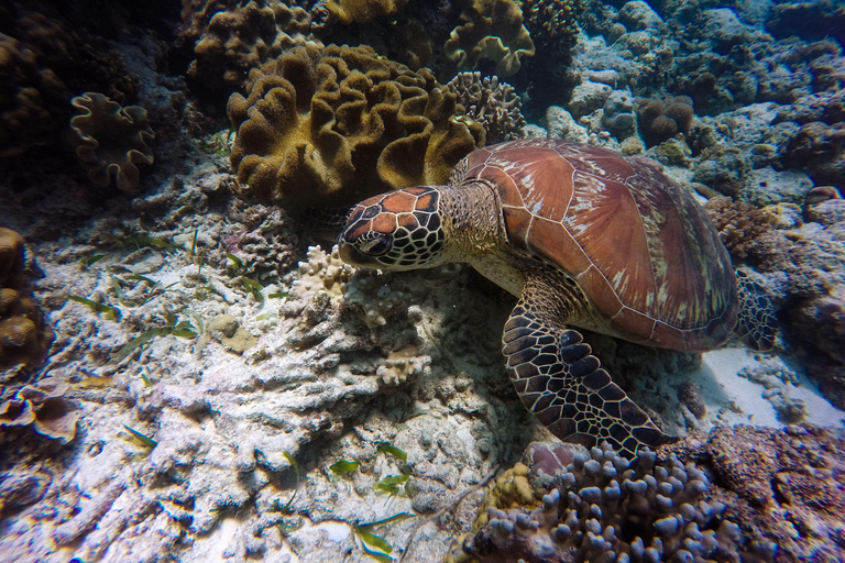 Mirissa: Dolphin Swim Blue Whale Snorkelling | All-Inclusive Mirissa: Scuba Diving & Turtle Snorkelling Experience