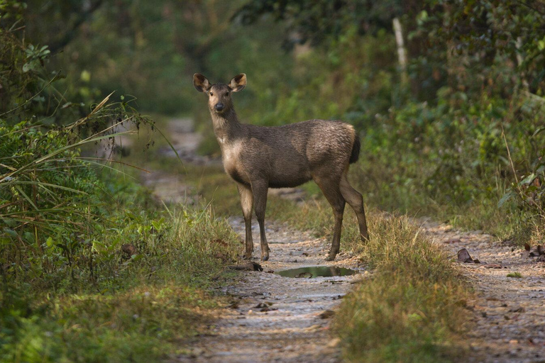 From Pokhara: Chitwan 2N/3D National Park Tour