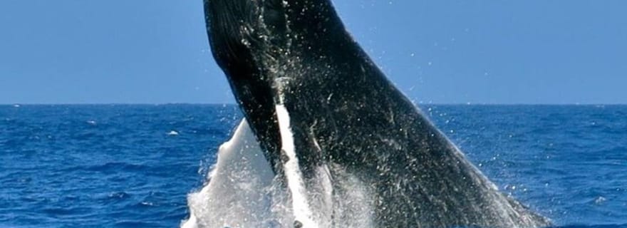 Bermudes : croisière d'observation de baleines depuis Dockyard