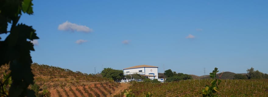 Albufeira, Olhão, Faro : Visite d'un vignoble, Temps libre à Silves