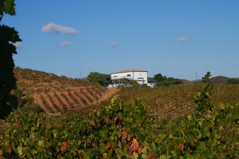 Albufeira, Olhão, Faro: visit to a vineyard, free time in Silves