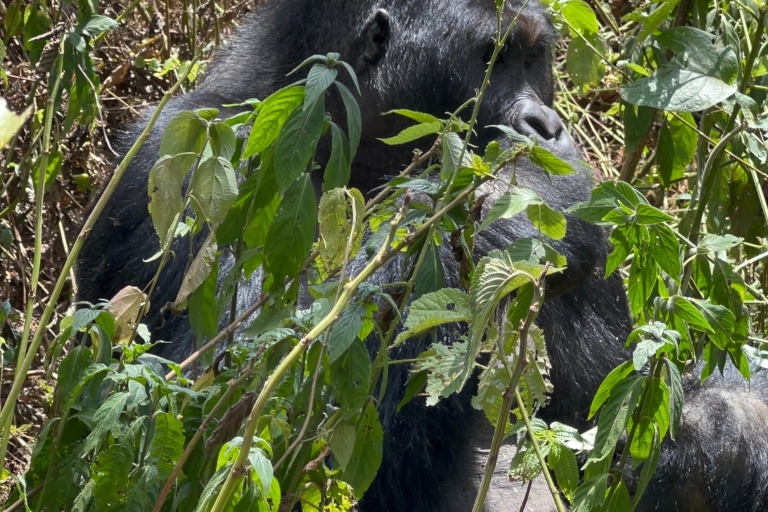4 Day Congo (DRC) Lowland Gorilla Tracking from Kgl Rwanda
