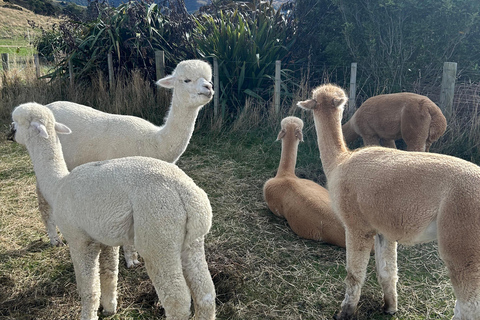 From Christchurch: Luxury Private Akaroa Day Trip Experience